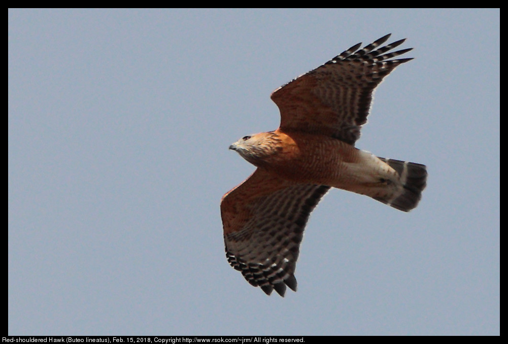 Red-shouldered Hawk (Buteo lineatus), Feb. 15, 2018