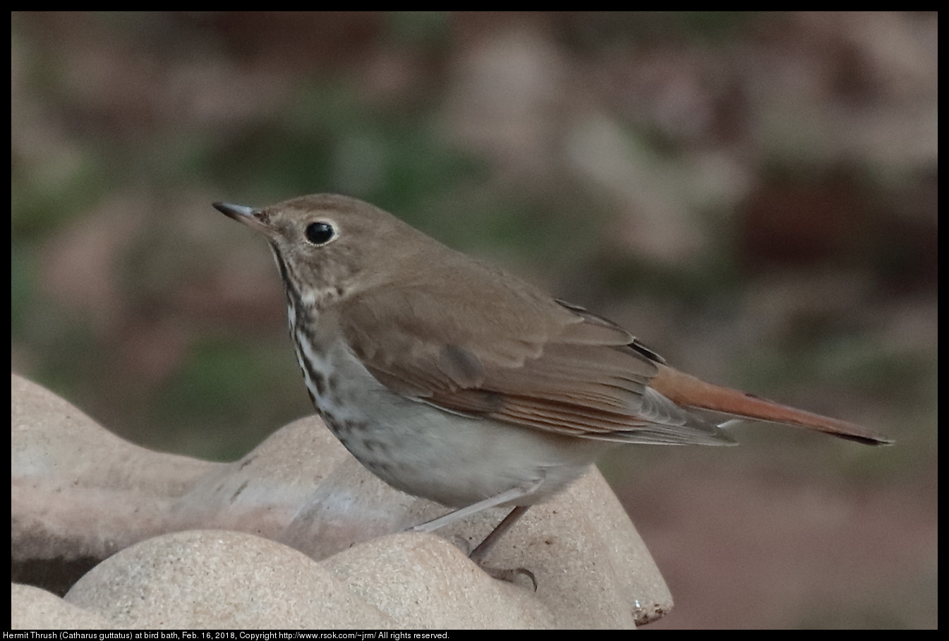 Hermit Thrush (Catharus guttatus) at bird bath, Feb. 16, 2018