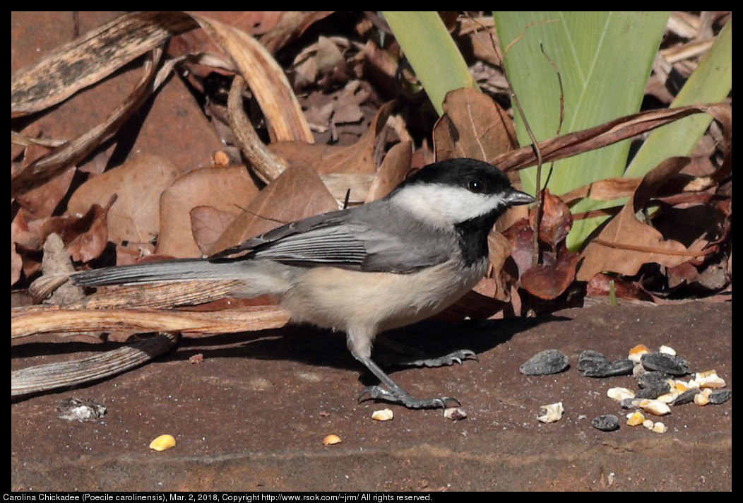 Carolina Chickadee (Poecile carolinensis), Mar. 2, 2018