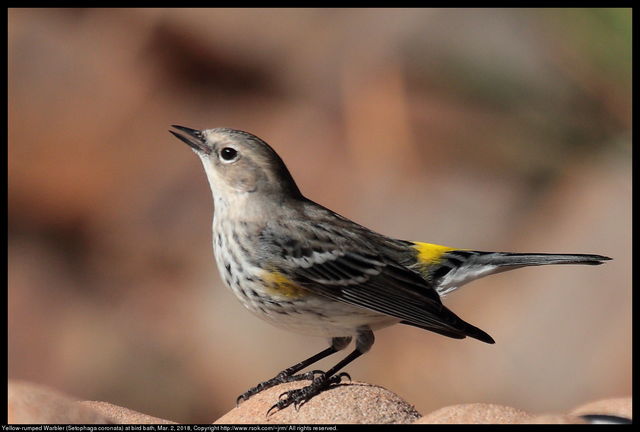 Yellow-rumped Warbler (Setophaga coronata) at bird bath, Mar. 2, 2018