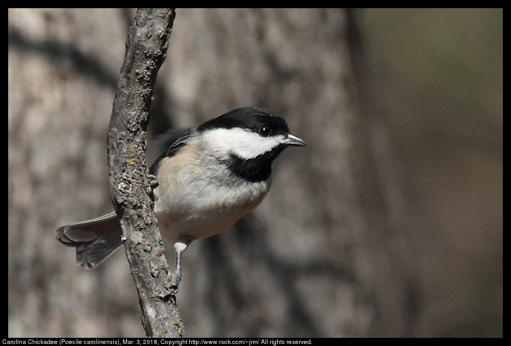 Carolina Chickadee (Poecile carolinensis), Mar. 3, 2018