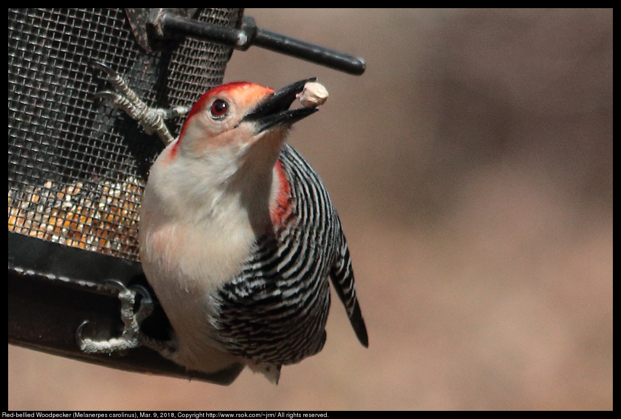 Red-bellied Woodpecker (Melanerpes carolinus), Mar. 9, 2018