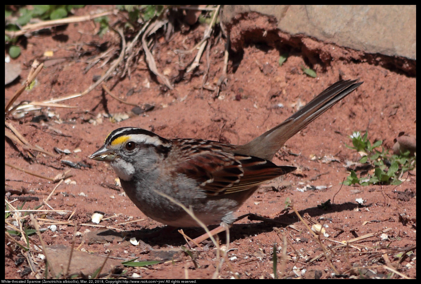 White-throated Sparrow (Zonotrichia albicollis), Mar. 22, 2018