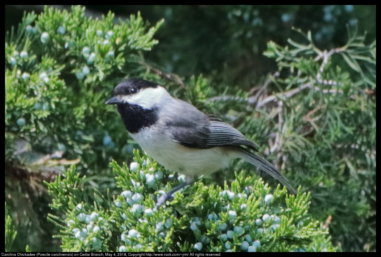 Carolina Chickadee (Poecile carolinensis) on Cedar Branch, May 4, 2018