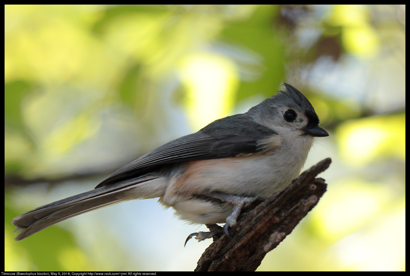 Titmouse (Baeolophus bicolor), May 5, 2018