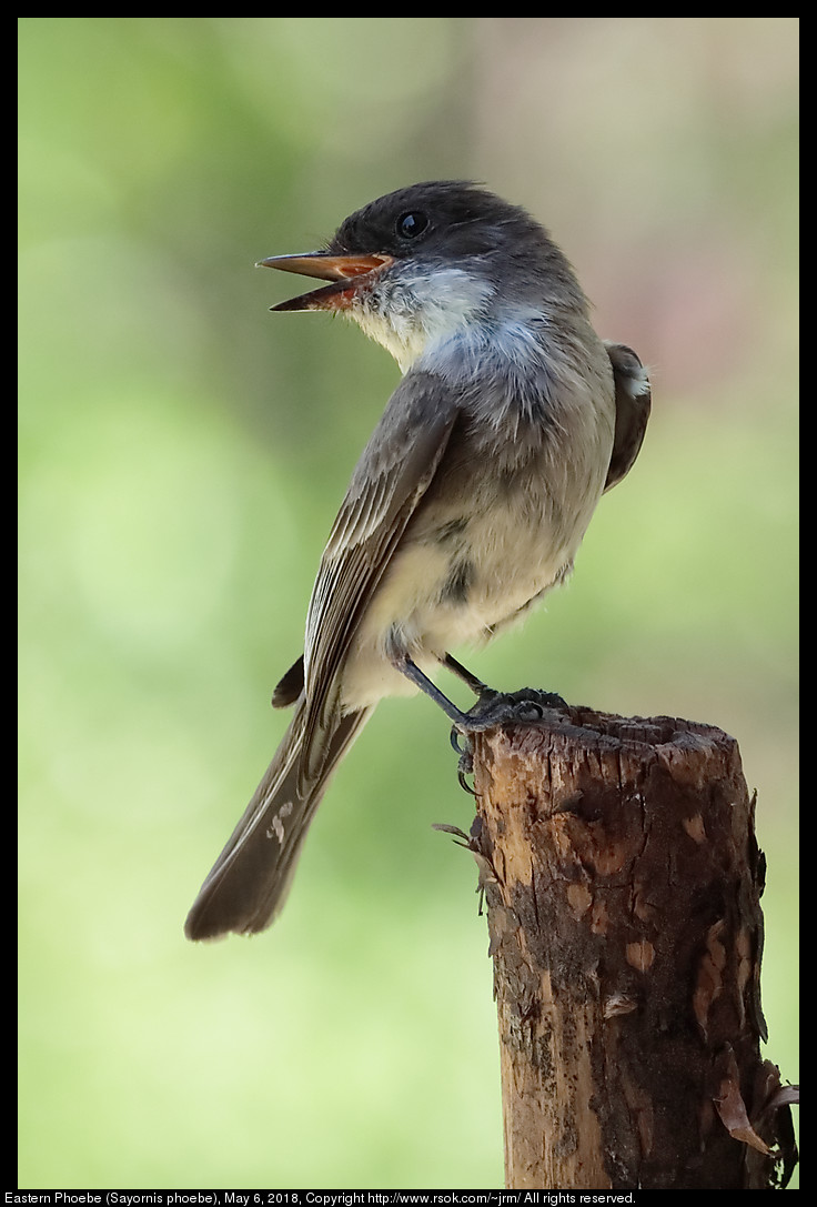 Eastern Phoebe (Sayornis phoebe), May 6, 2018