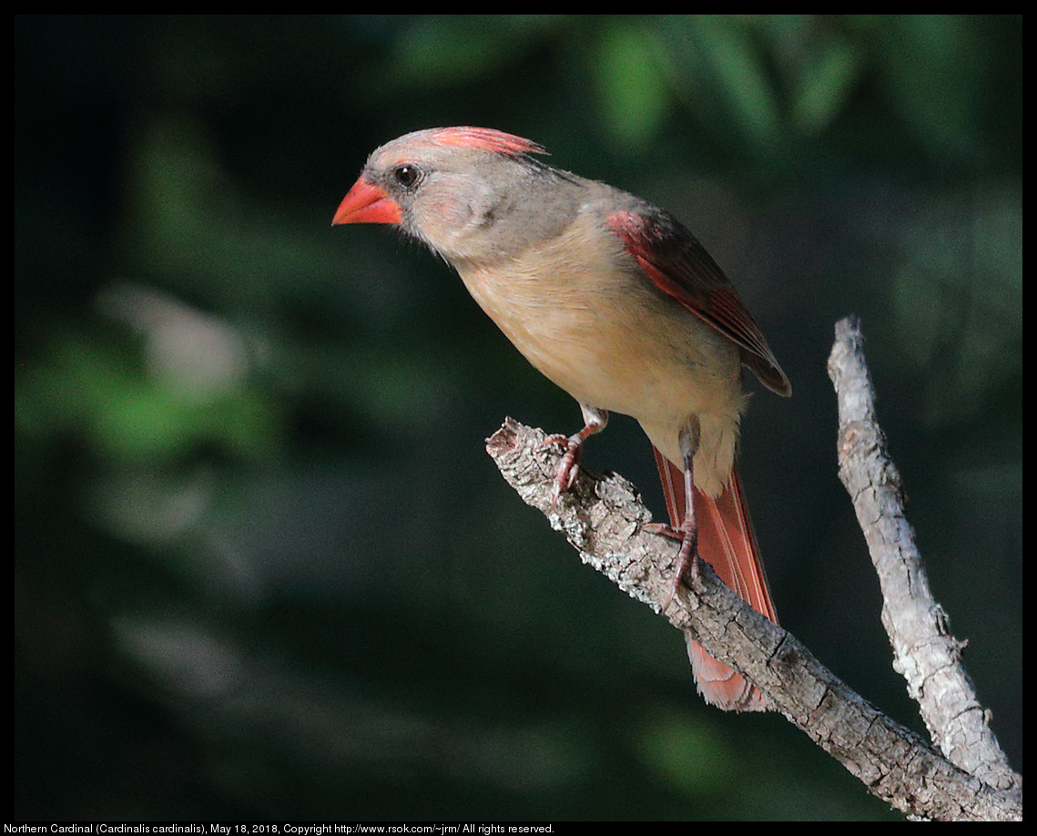 Northern Cardinal (Cardinalis cardinalis), May 18, 2018