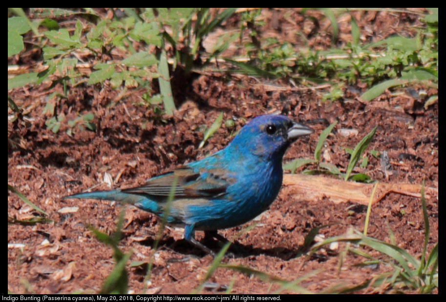 Indigo Bunting (Passerina cyanea), May 20, 2018