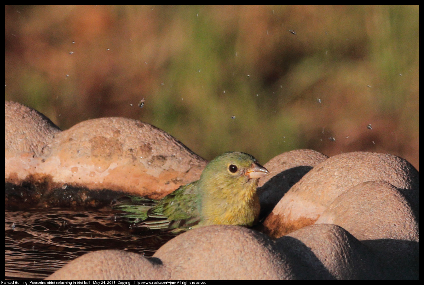 Painted Bunting (Passerina ciris) splashing in bird bath, May 24, 2018