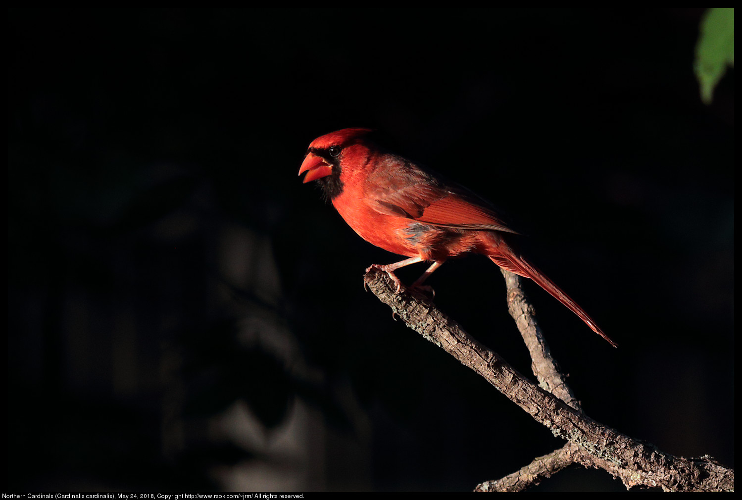 Northern Cardinals (Cardinalis cardinalis), May 24, 2018