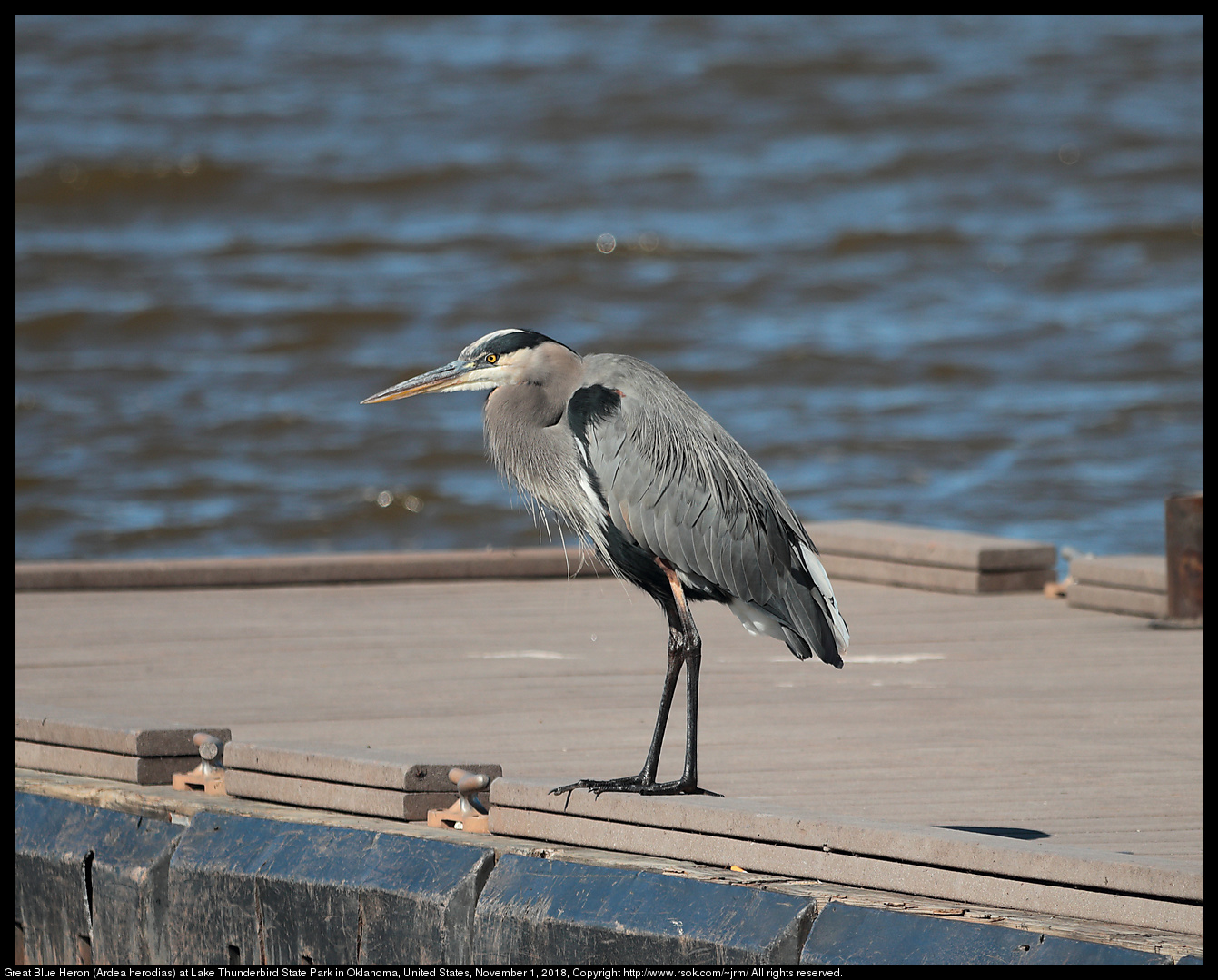 Great Blue Heron (Ardea herodias) at Lake Thunderbird State Park in Oklahoma, United States, November 1, 2018