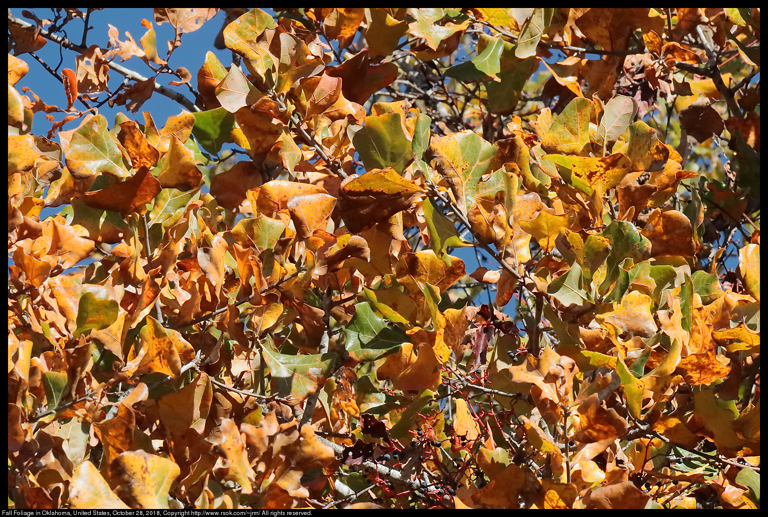 Fall Foliage in Oklahoma, United States, October 28, 2018