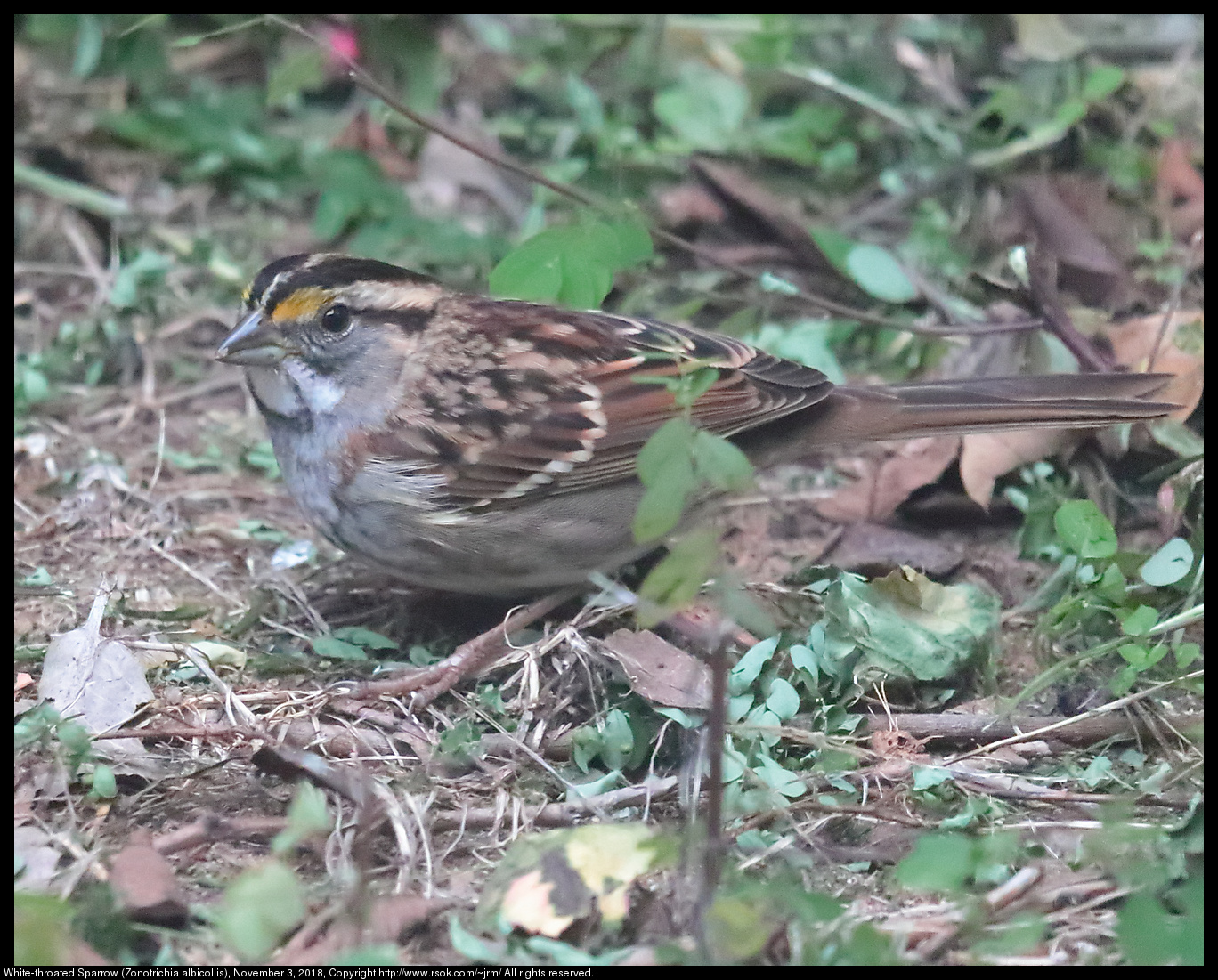 White-throated Sparrow (Zonotrichia albicollis), November 3, 2018