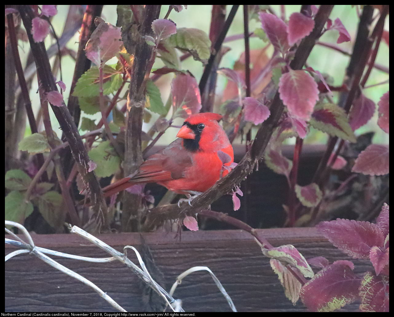 Northern Cardinal (Cardinalis cardinalis), November 7, 2018