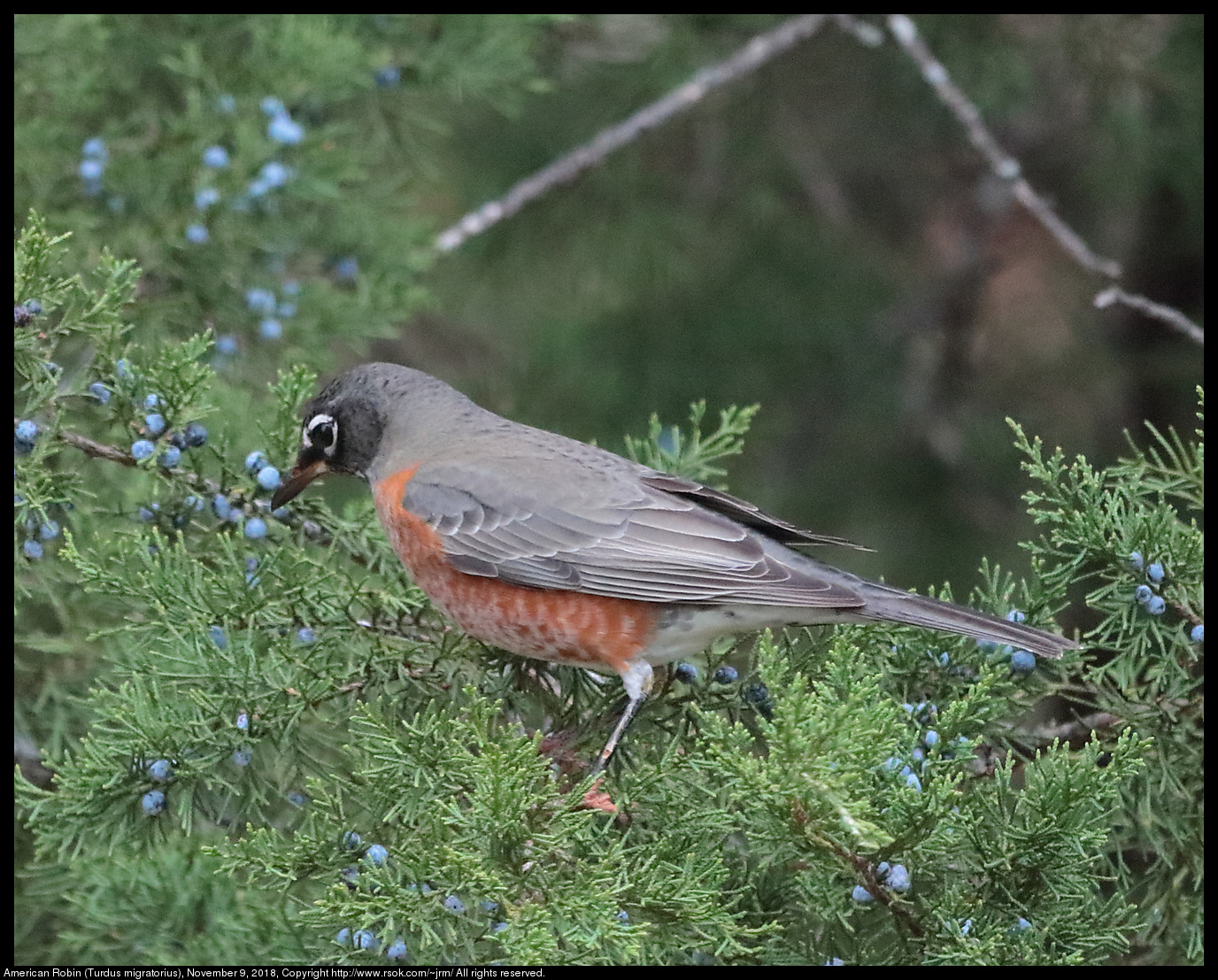 American Robin (Turdus migratorius), November 9, 2018