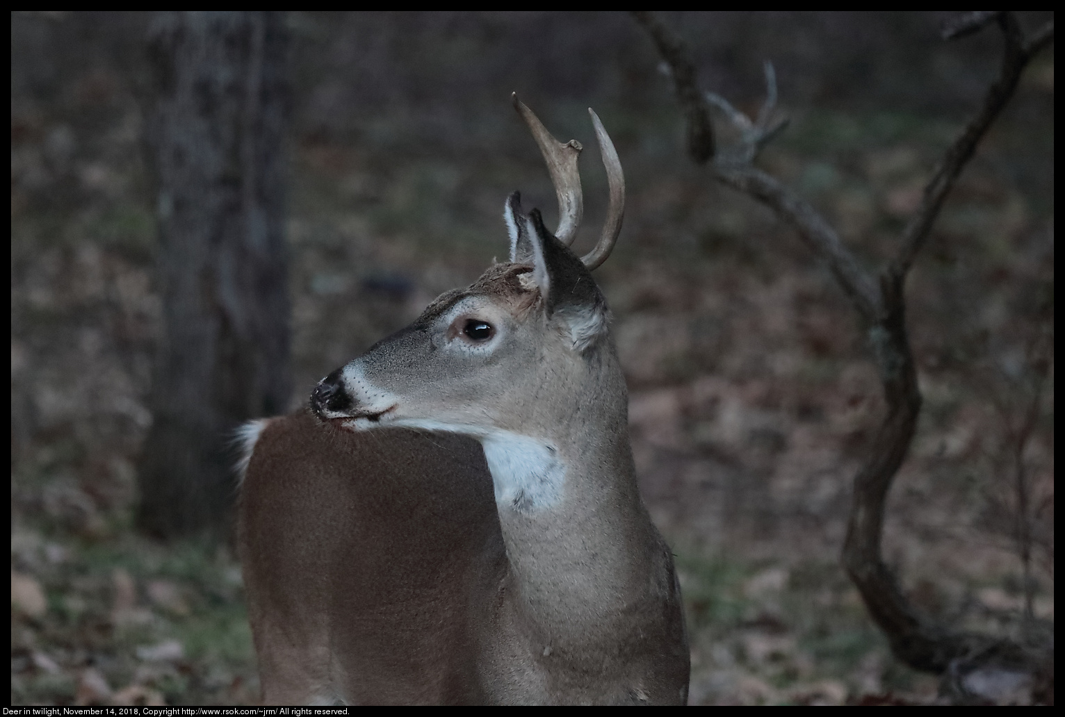 Deer in twilight, November 14, 2018