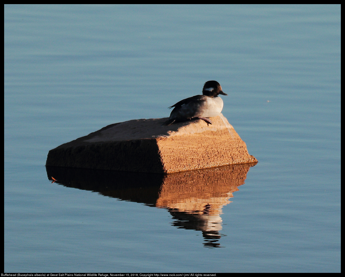 Bufflehead (Bucephala albeola) at Great Salt Plains National Wildlife Refuge, November 15, 2018