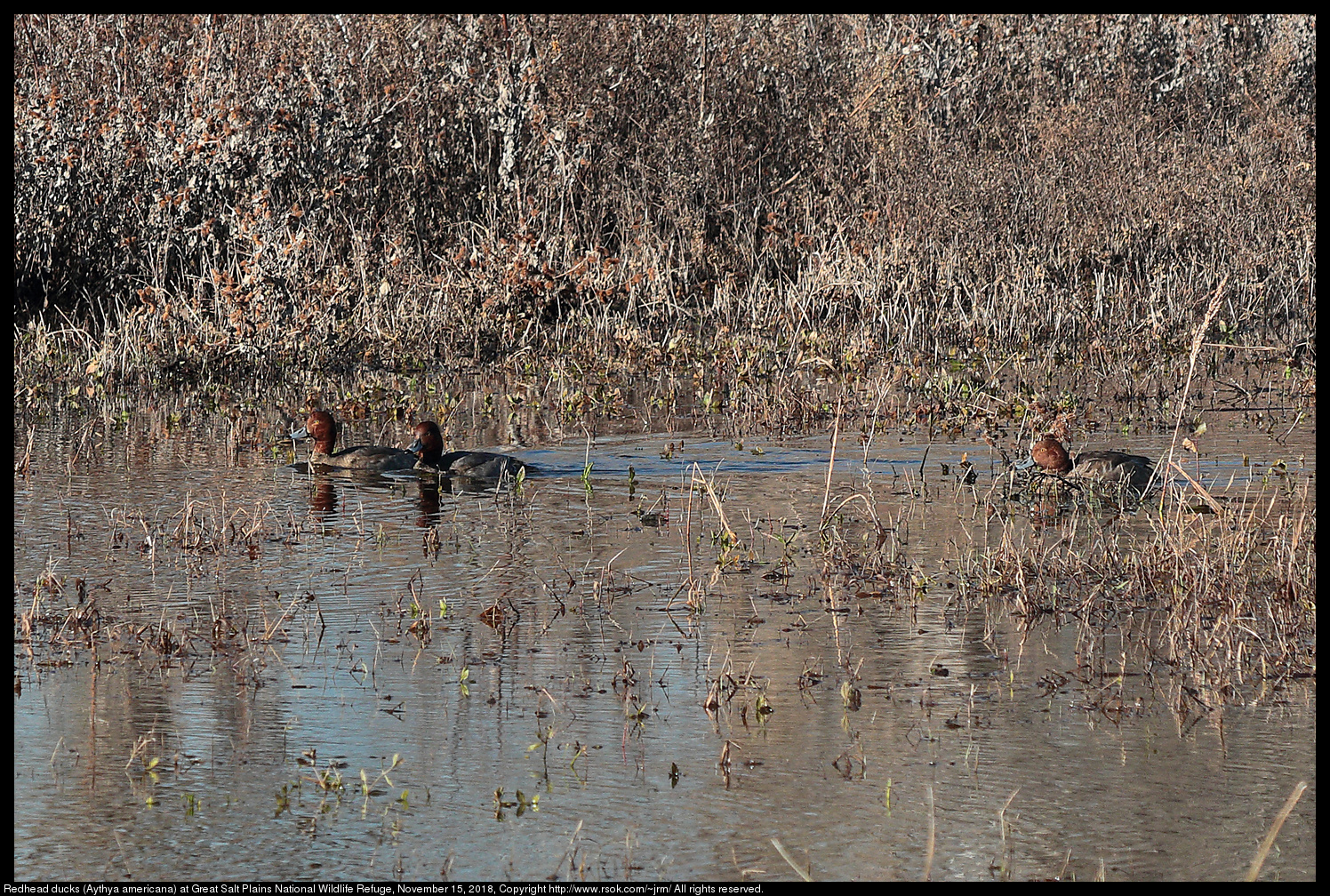 Redhead ducks (Aythya americana) at Great Salt Plains National Wildlife Refuge, November 15, 2018