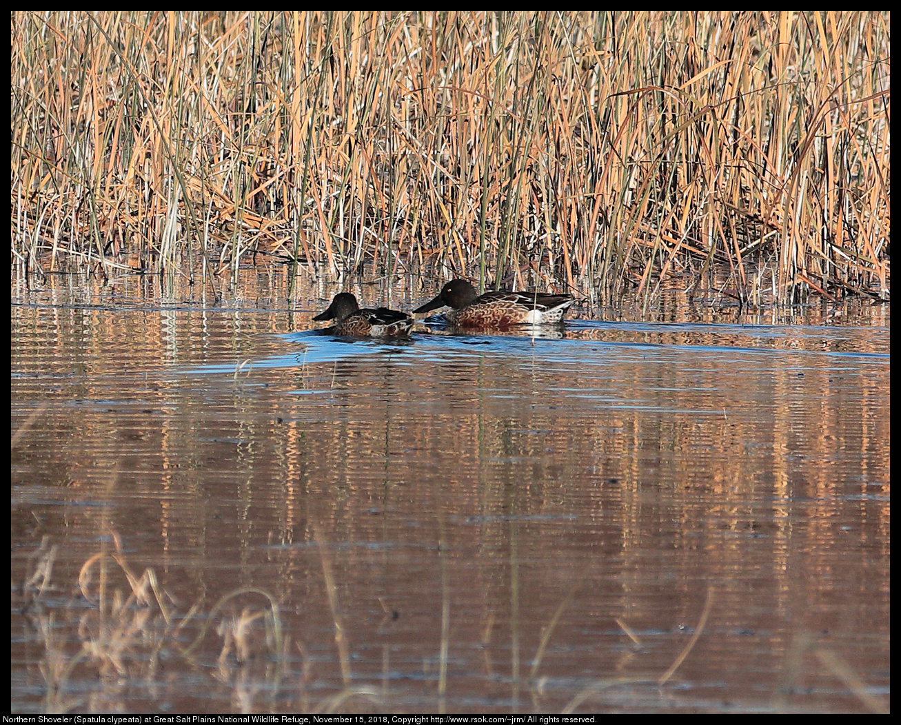 Northern Shoveler (Spatula clypeata) at Great Salt Plains National Wildlife Refuge, November 15, 2018