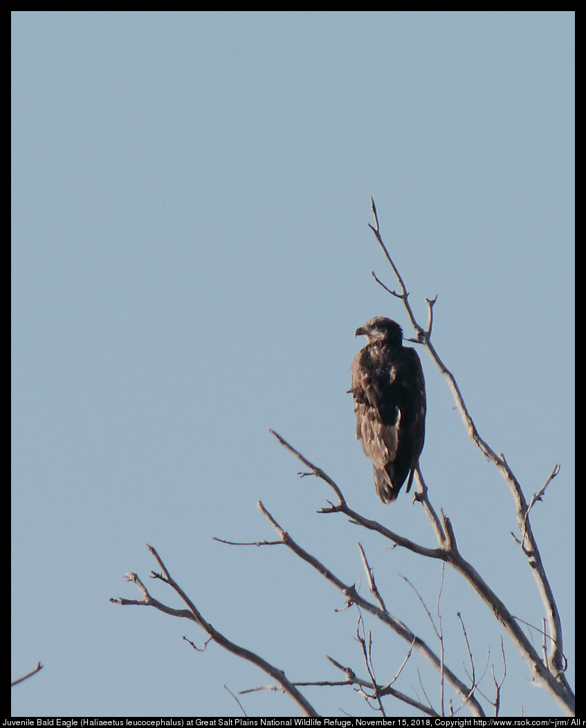 Juvenile Bald Eagle (Haliaeetus leucocephalus) at Great Salt Plains National Wildlife Refuge, November 15, 2018