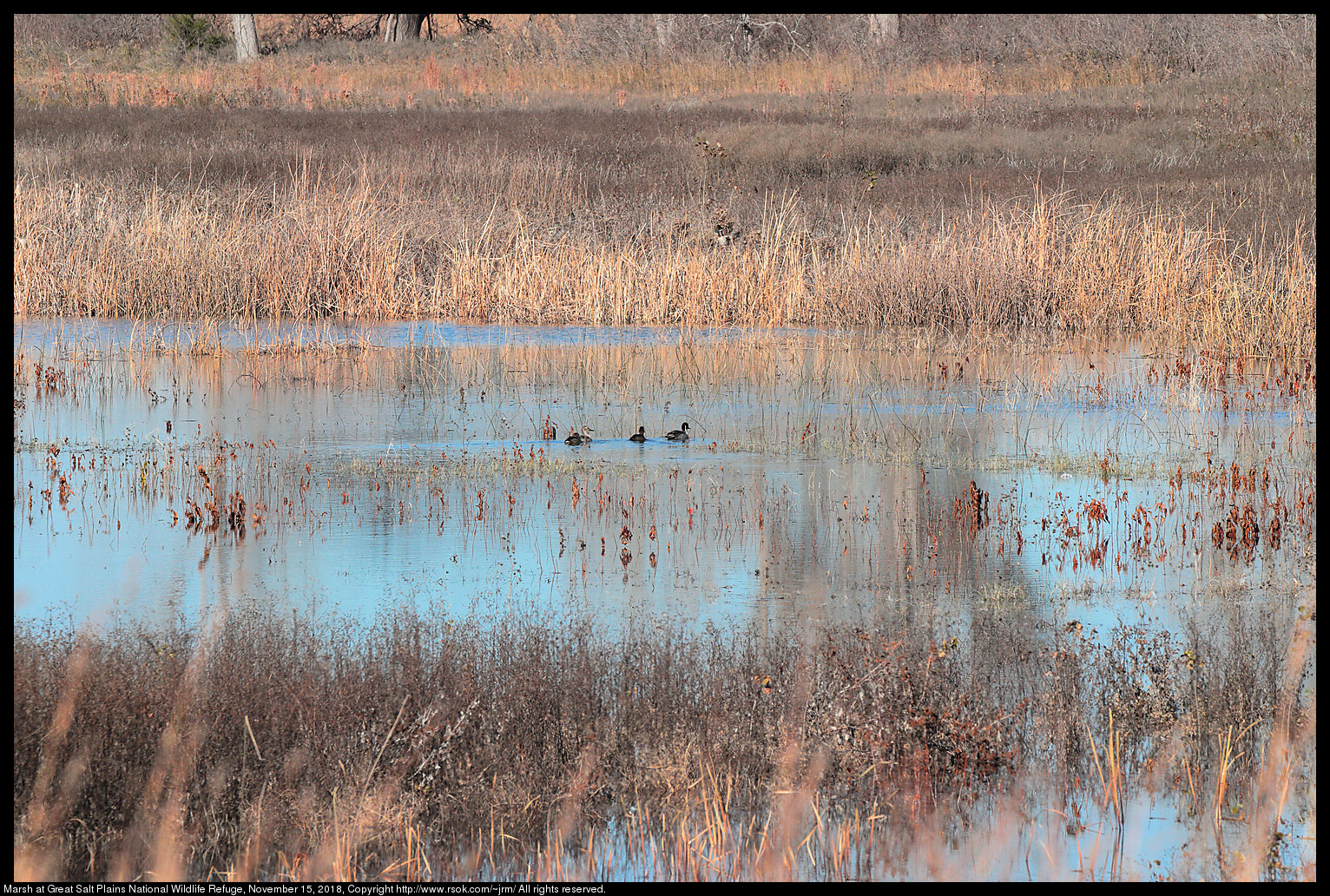 Marsh at Great Salt Plains National Wildlife Refuge, November 15, 2018