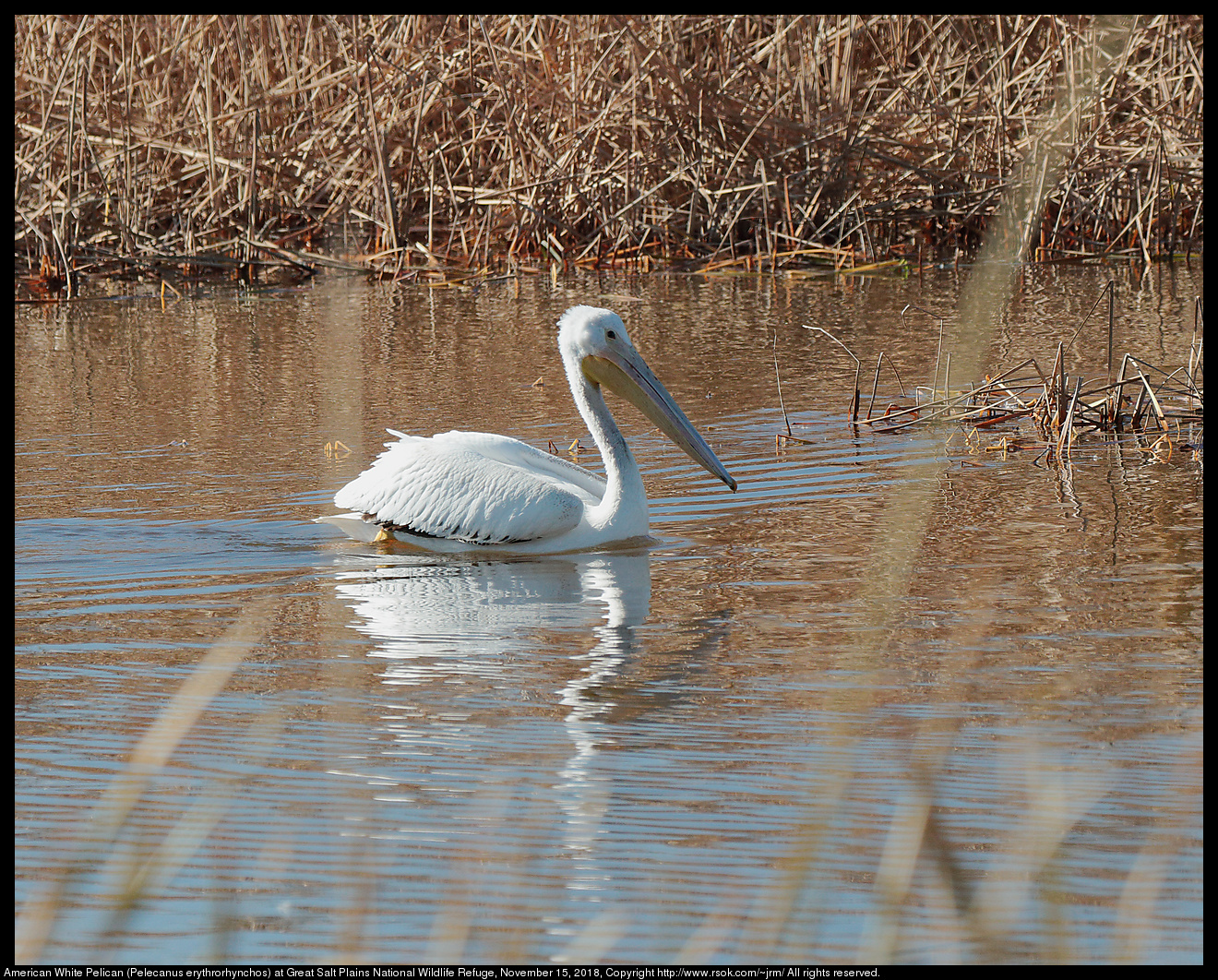 American White Pelican (Pelecanus erythrorhynchos) at Great Salt Plains National Wildlife Refuge, November 15, 2018