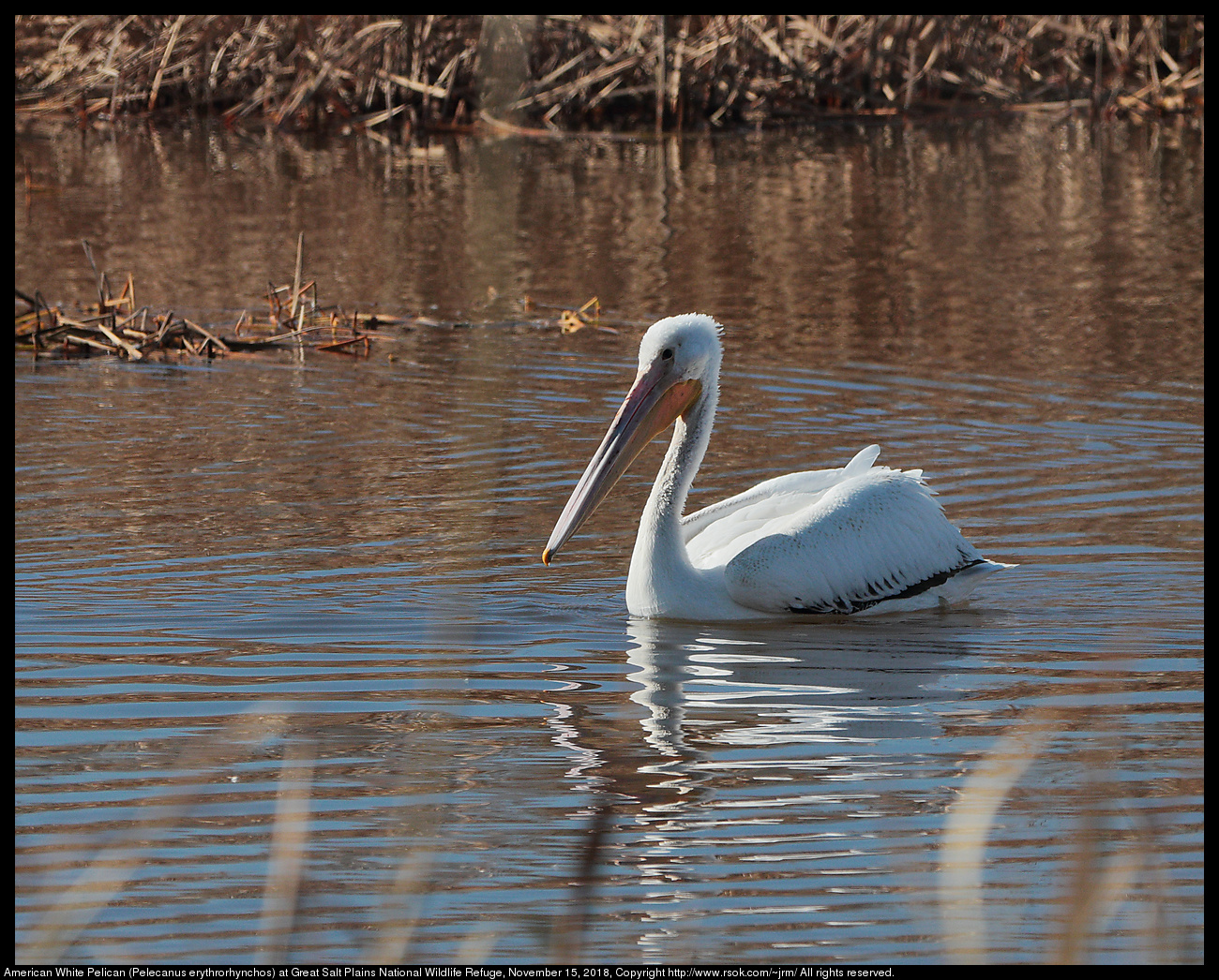 American White Pelican (Pelecanus erythrorhynchos) at Great Salt Plains National Wildlife Refuge, November 15, 2018