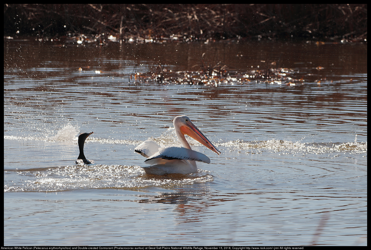 American White Pelican (Pelecanus erythrorhynchos) and Double-crested Cormorant (Phalacrocorax auritus) at Great Salt Plains National Wildlife Refuge, November 15, 2018