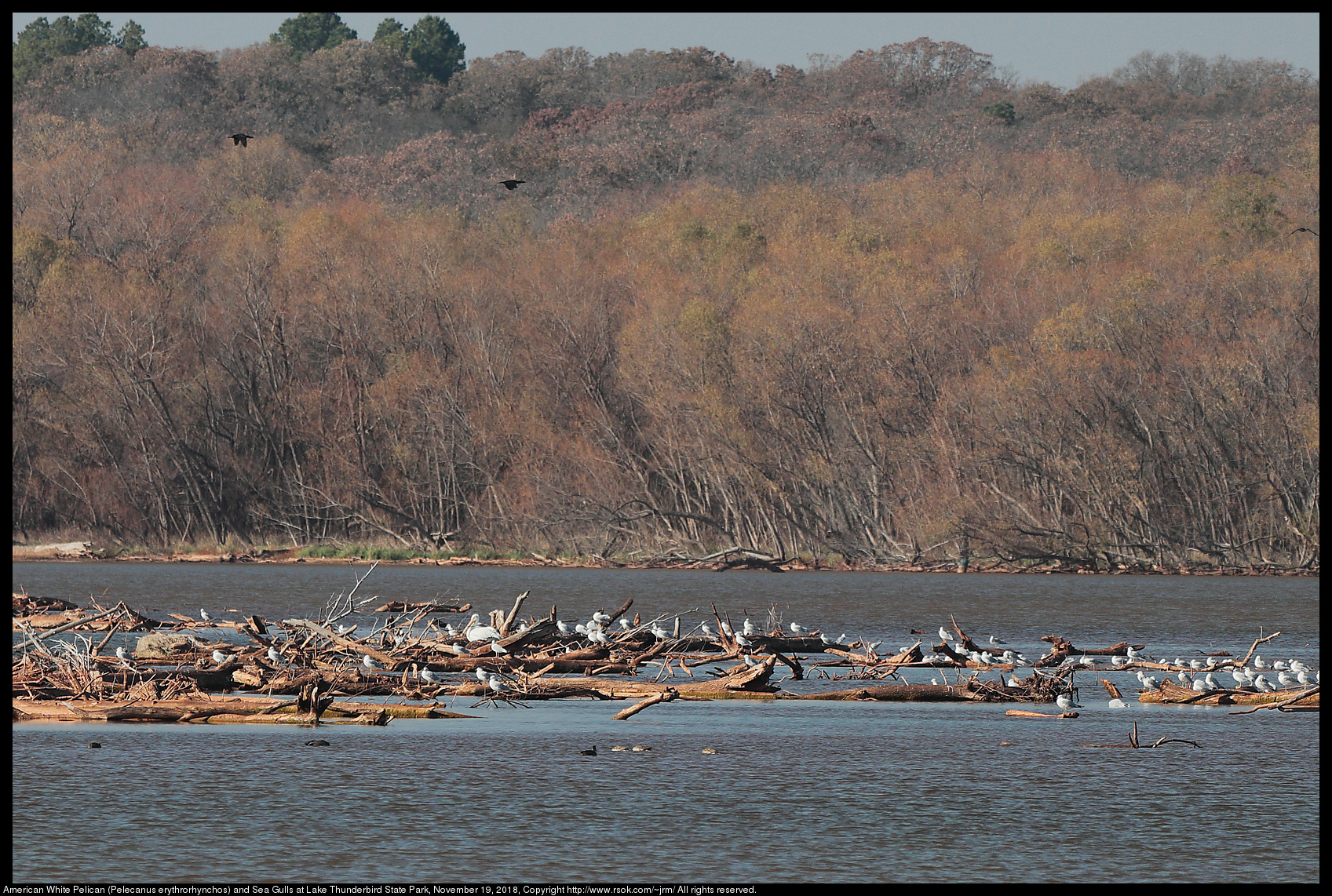 American White Pelican (Pelecanus erythrorhynchos) and Sea Gulls at Lake Thunderbird State Park, November 19, 2018