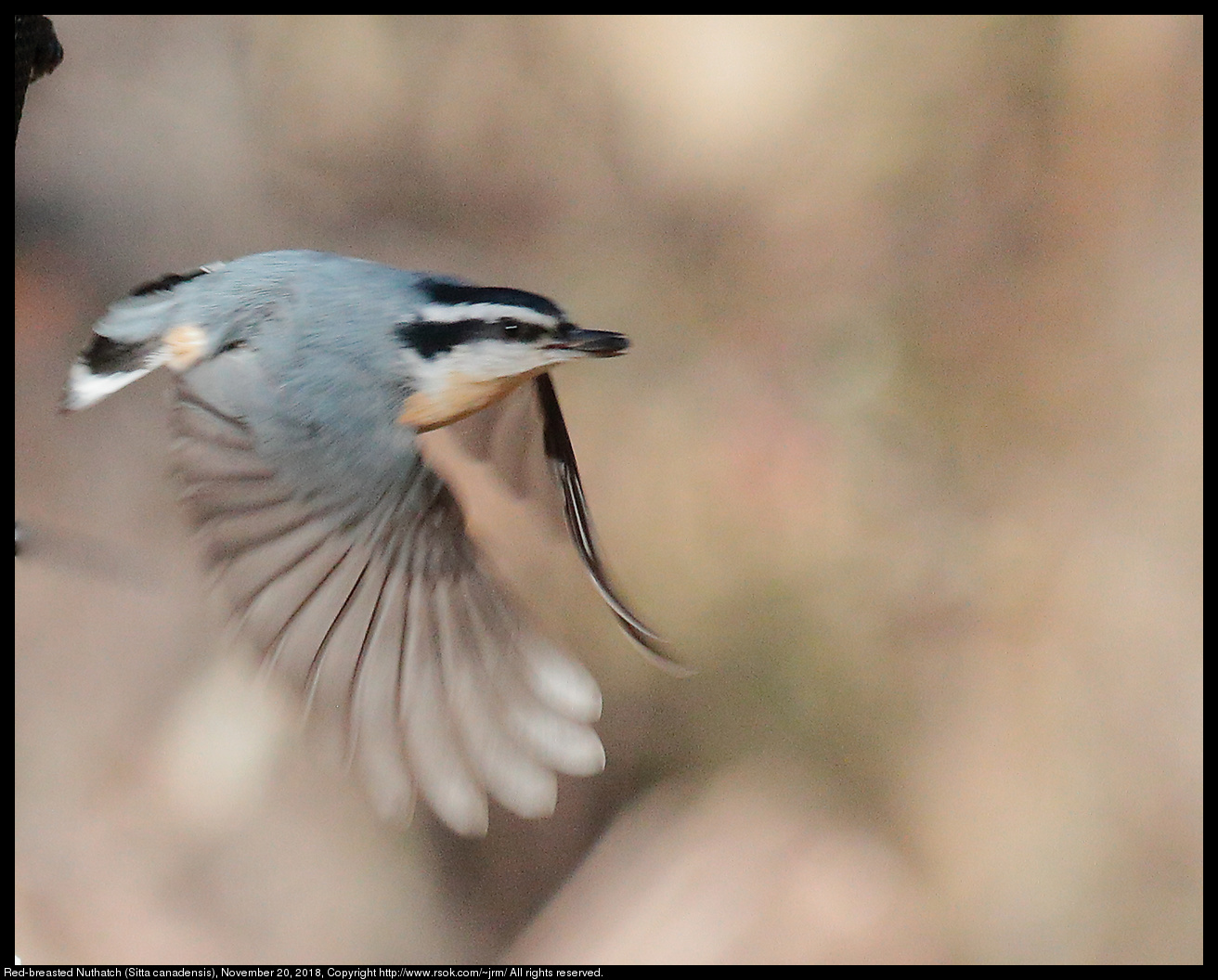 Red-breasted Nuthatch (Sitta canadensis), November 20, 2018