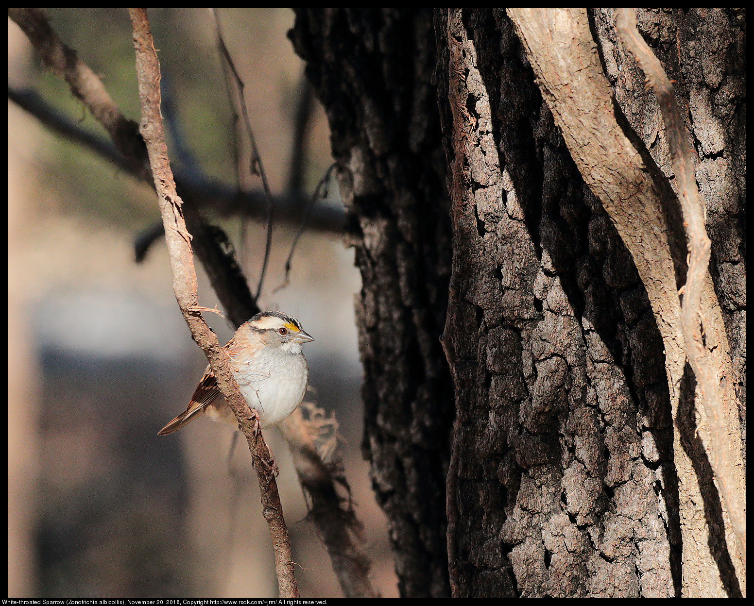 White-throated Sparrow (Zonotrichia albicollis), November 20, 2018