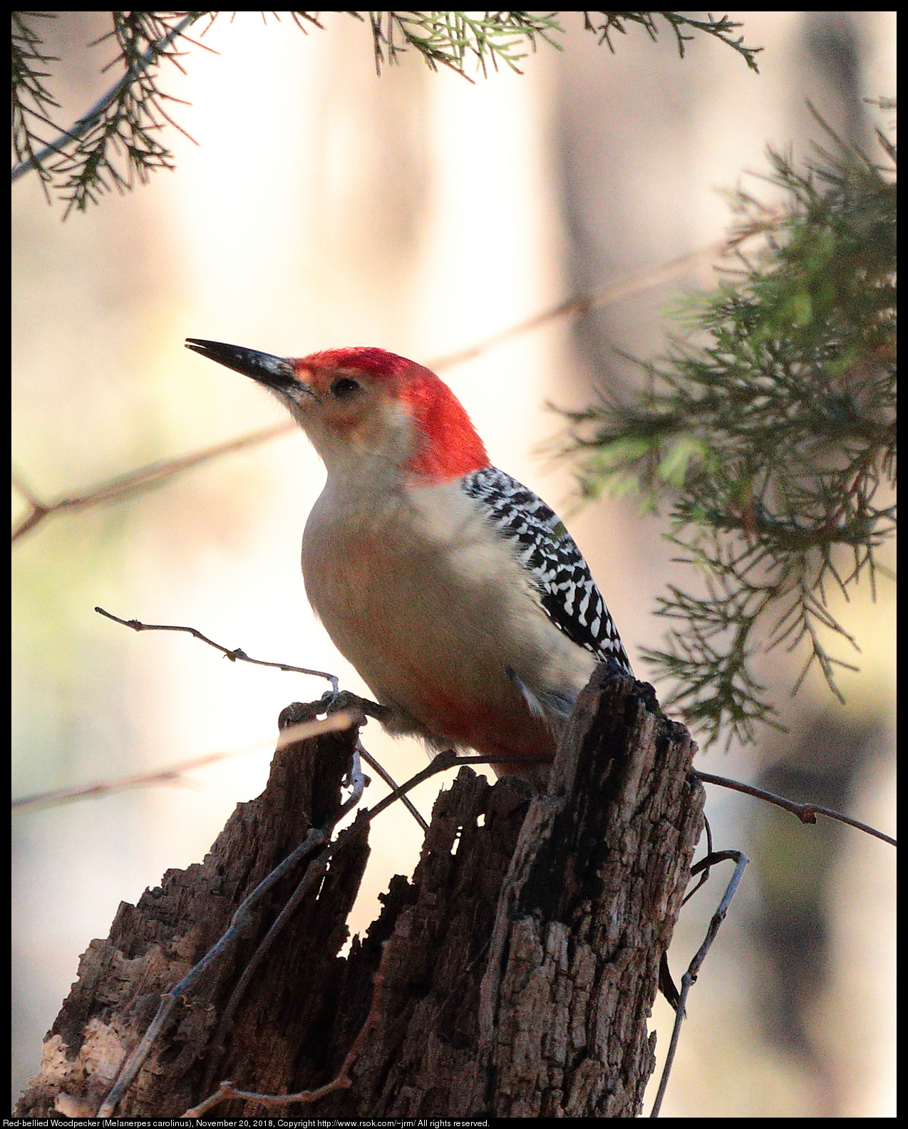 Red-bellied Woodpecker (Melanerpes carolinus), November 20, 2018