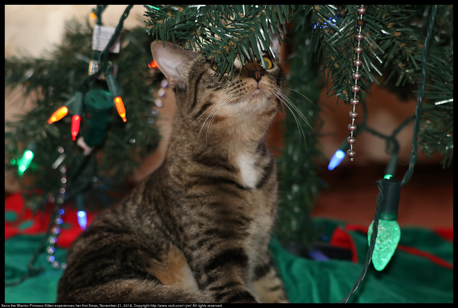 Xena the Warrior Princess Kitten experiences her first Xmas, November 21, 2018