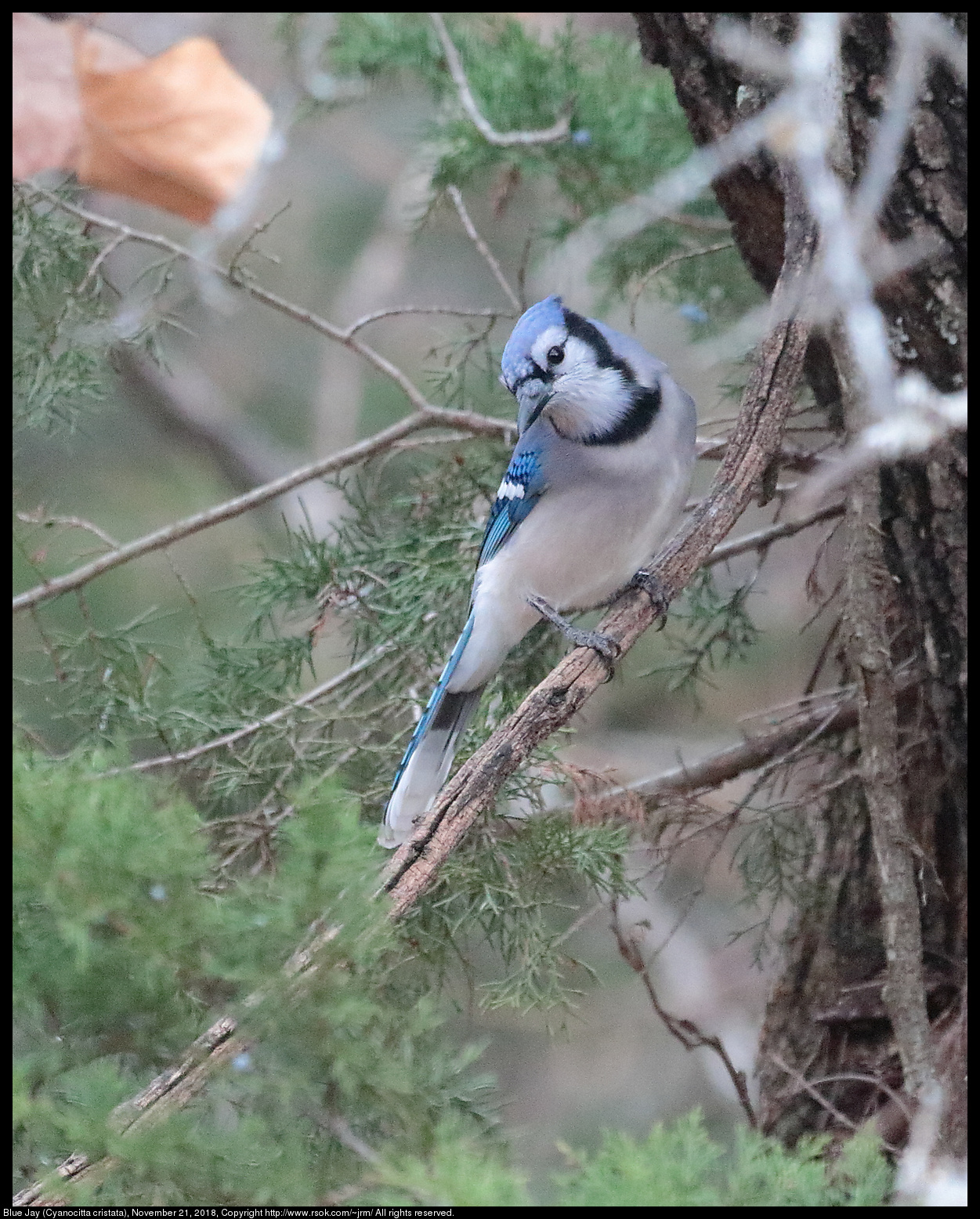 Blue Jay (Cyanocitta cristata), November 21, 2018