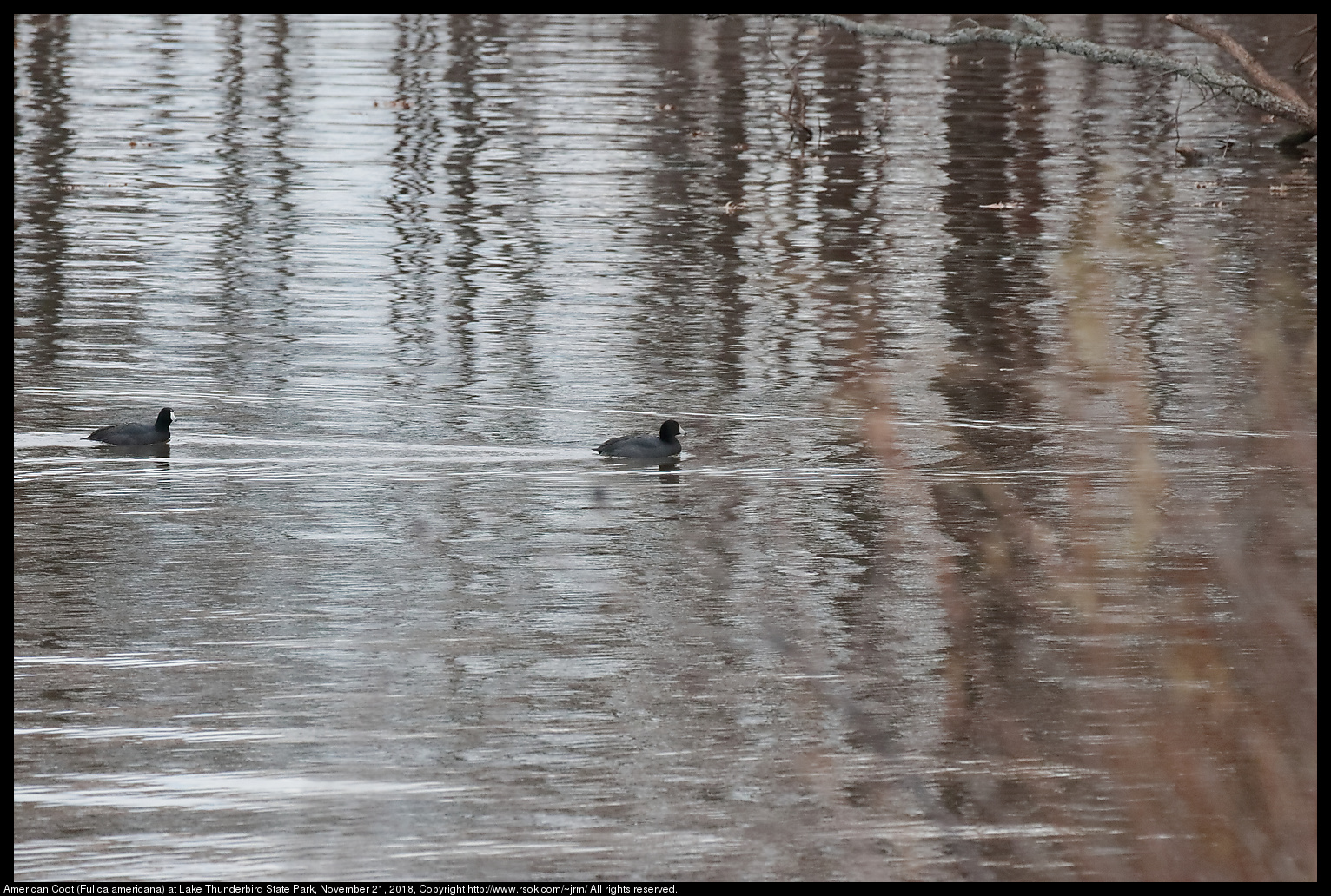 American Coot (Fulica americana) at Lake Thunderbird State Park, November 21, 2018