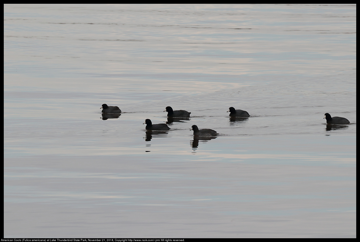 American Coots (Fulica americana) at Lake Thunderbird State Park, November 21, 2018