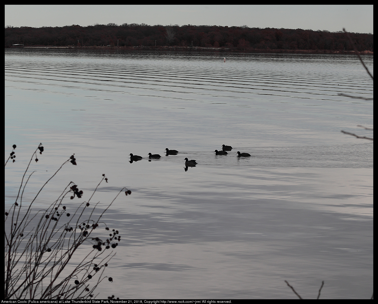 American Coots (Fulica americana) at Lake Thunderbird State Park, November 21, 2018