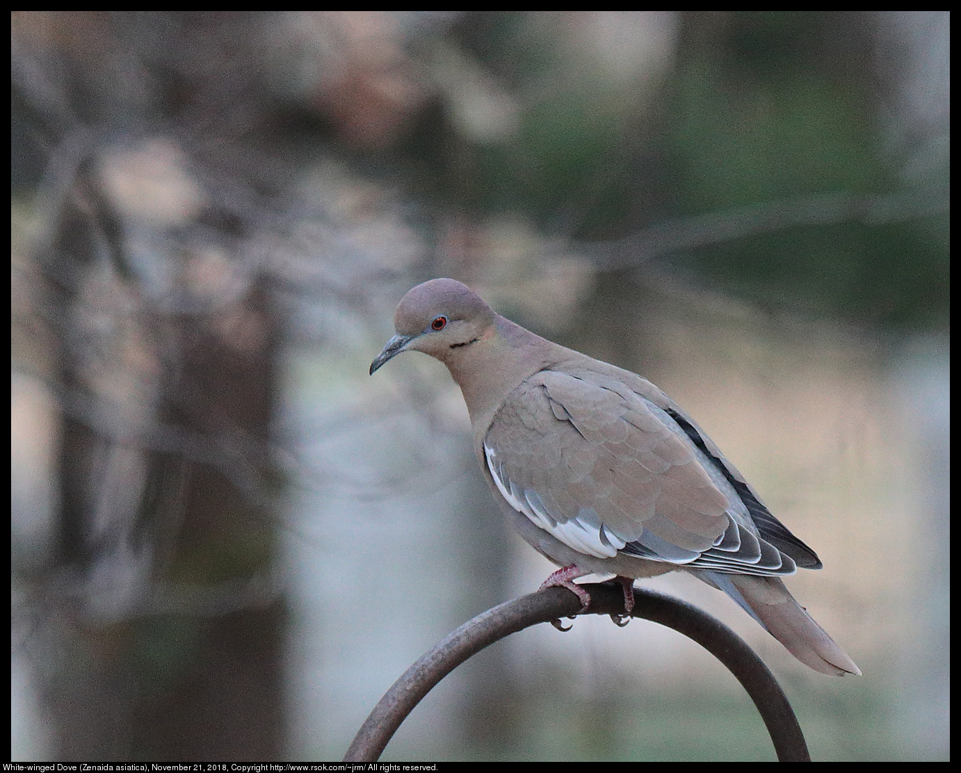 White-winged Dove (Zenaida asiatica), November 21, 2018