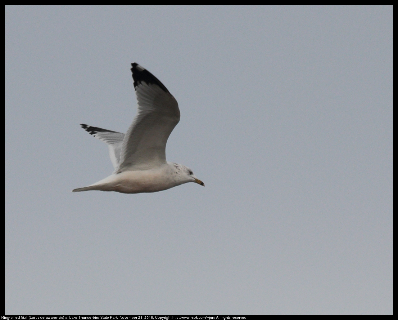 Ring-billed Gull (Larus delawarensis) at Lake Thunderbird State Park, November 21, 2018