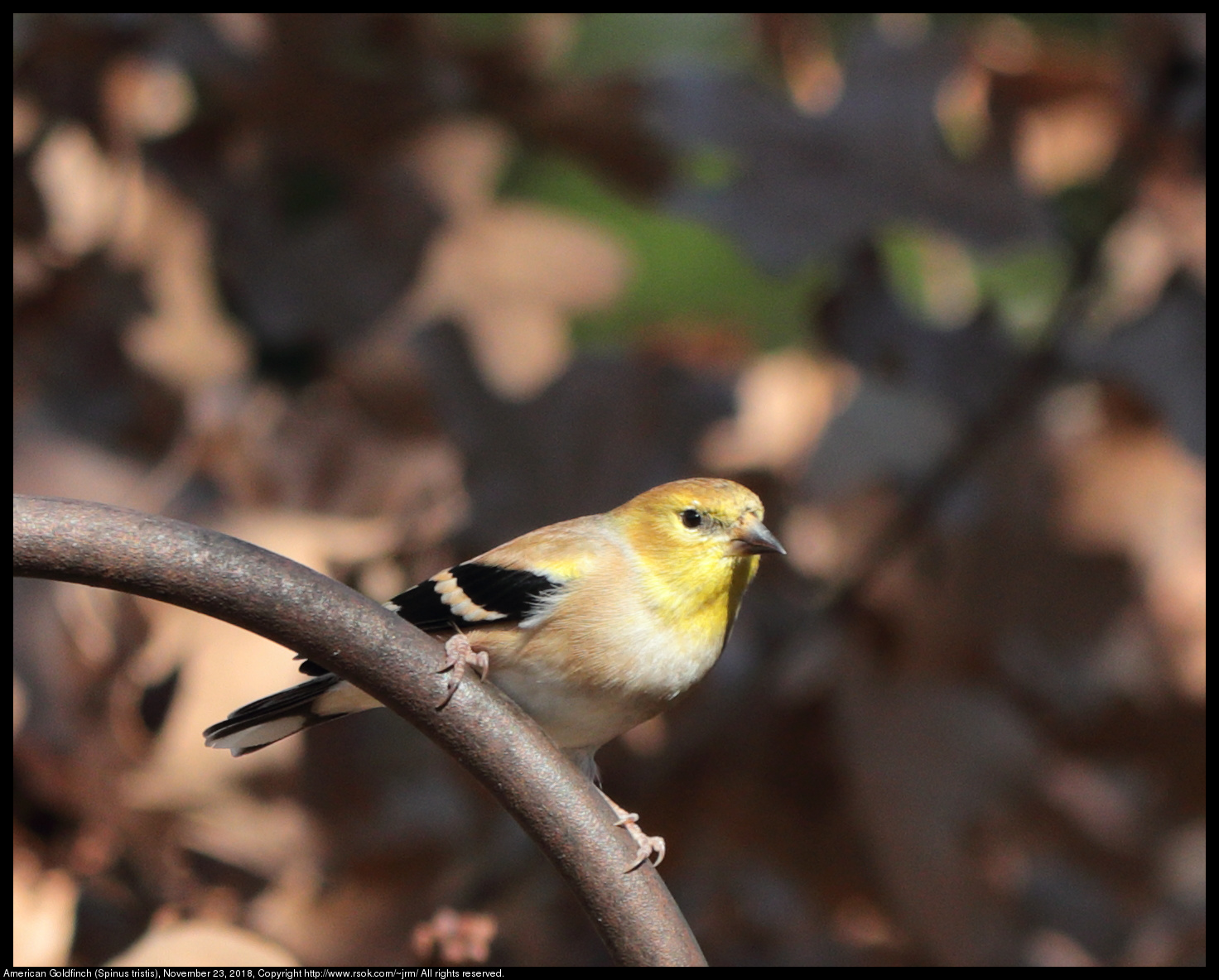 American Goldfinch (Spinus tristis), November 23, 2018