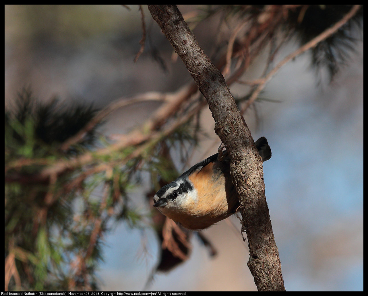 Red-breasted Nuthatch (Sitta canadensis), November 23, 2018