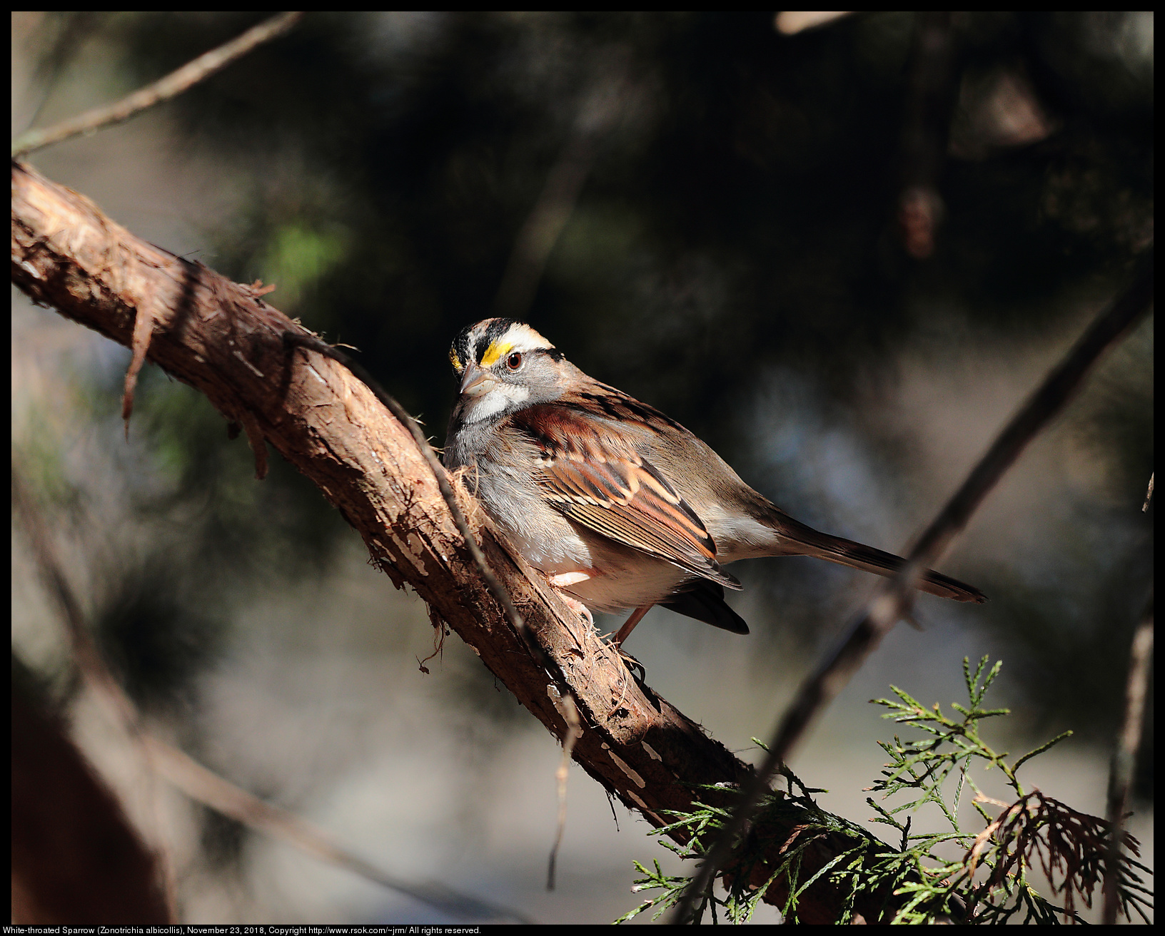 White-throated Sparrow (Zonotrichia albicollis), November 23, 2018