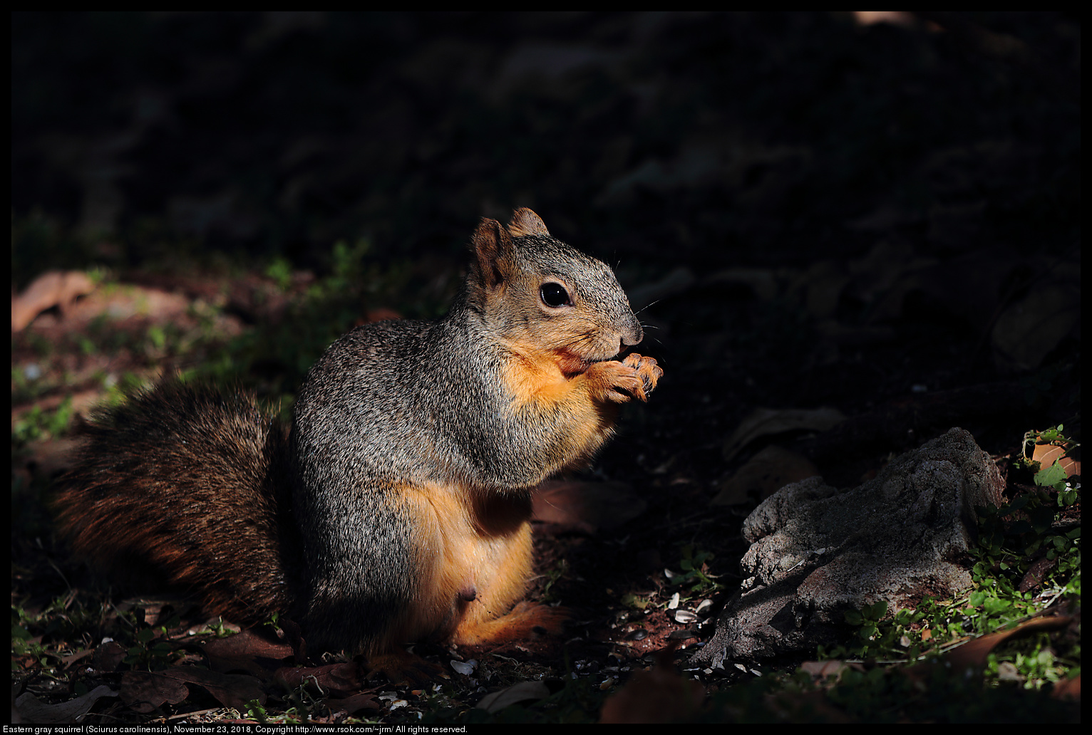 Fox squirrel (Sciurus niger), November 23, 2018