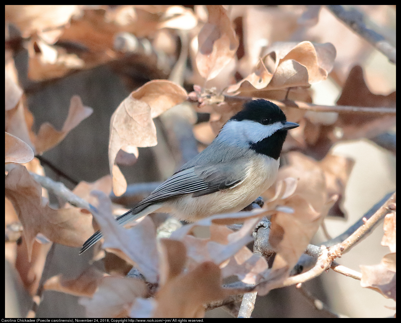 Carolina Chickadee (Poecile carolinensis), November 24, 2018