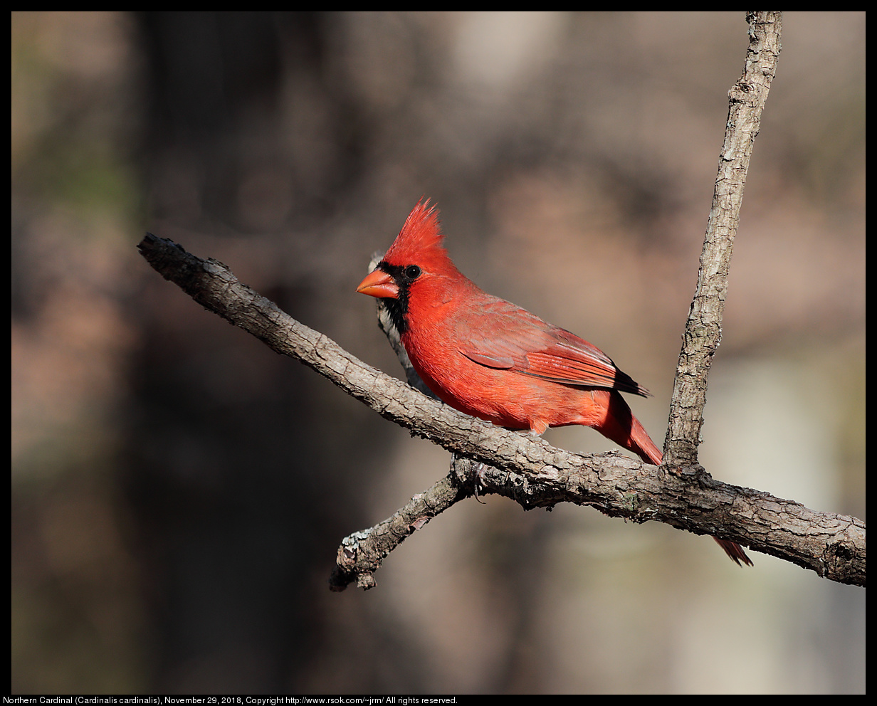 2018nov29_cardinal_IMG_4173c.jpg