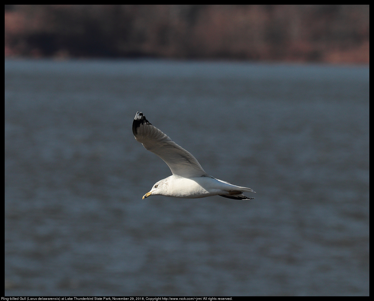 Ring-billed Gull (Larus delawarensis) at Lake Thunderbird State Park, November 29, 2018