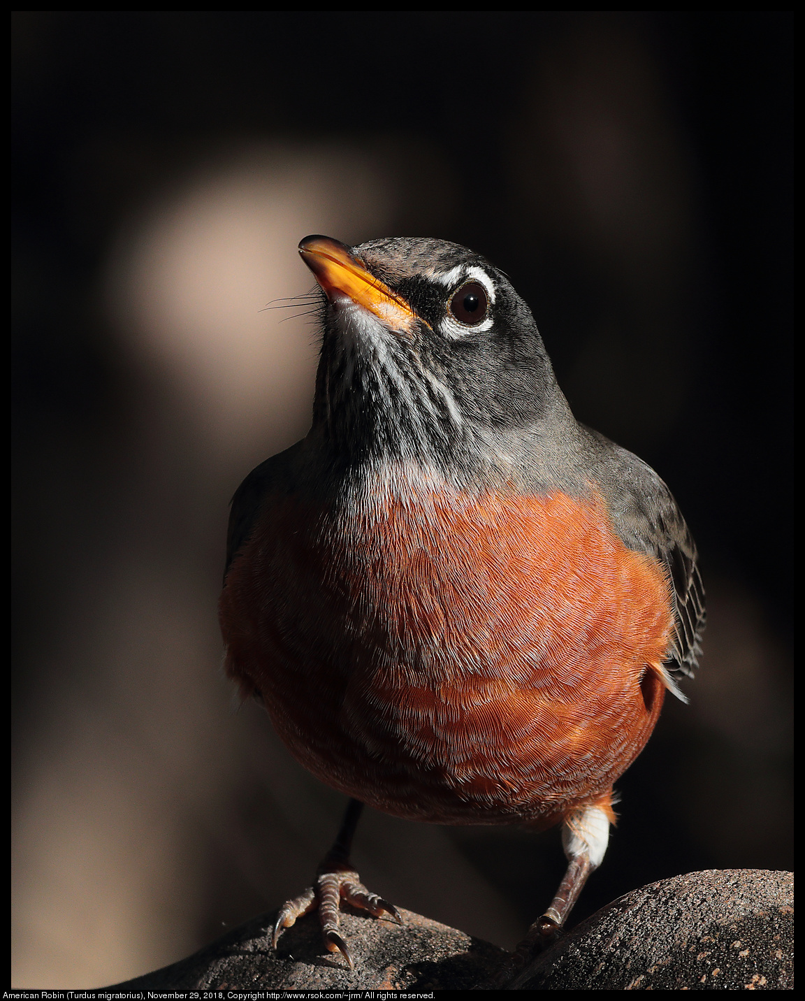 American Robin (Turdus migratorius), November 29, 2018