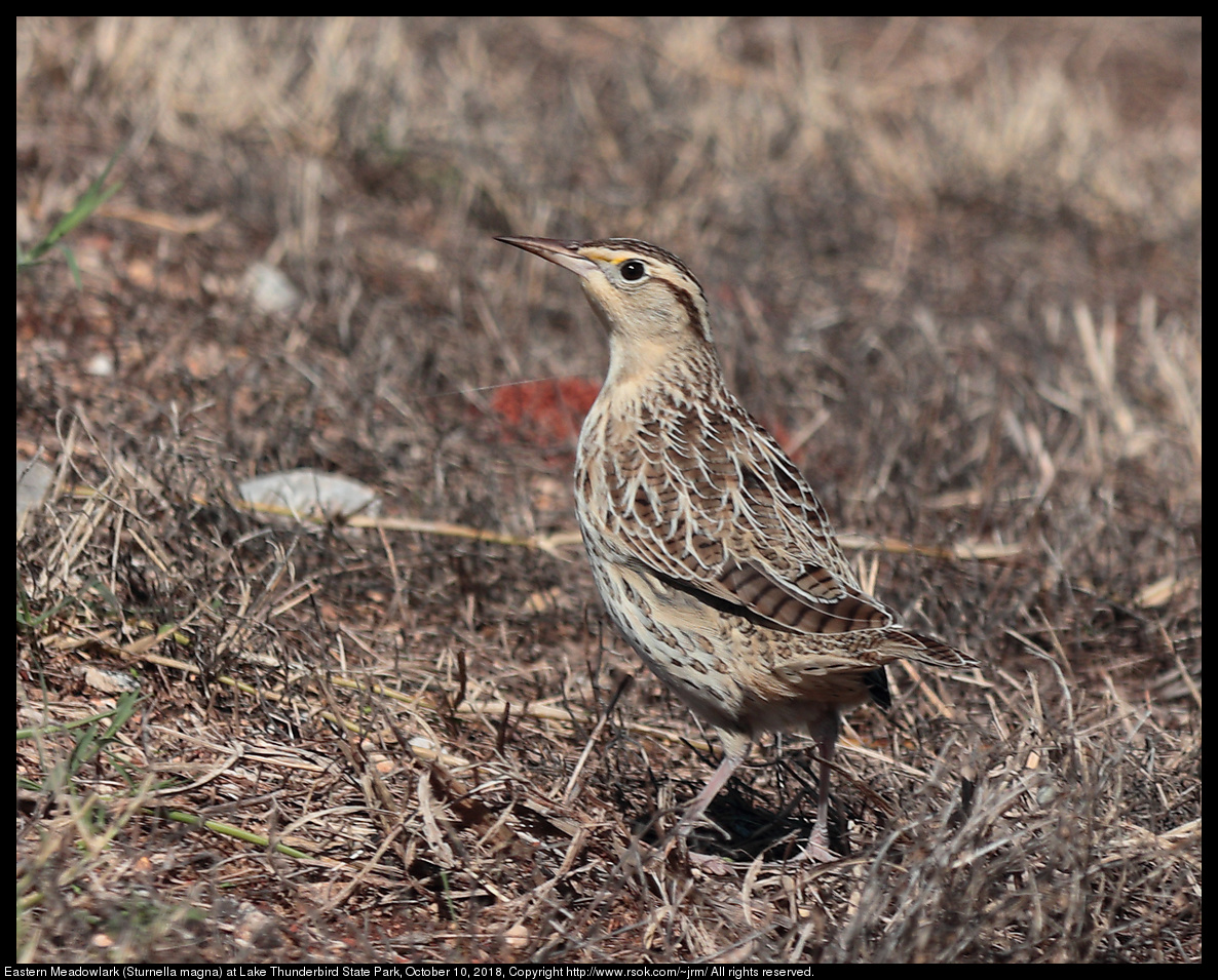 Eastern Meadowlark (Sturnella magna) at Lake Thunderbird State Park, October 10, 2018