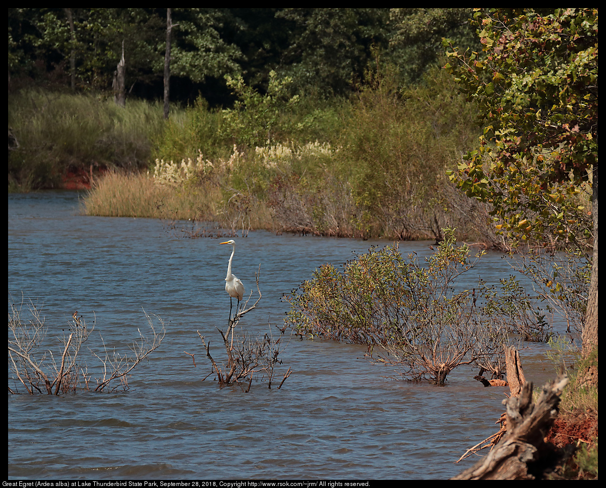 Great Egret (Ardea alba) at Lake Thunderbird State Park, September 28, 2018