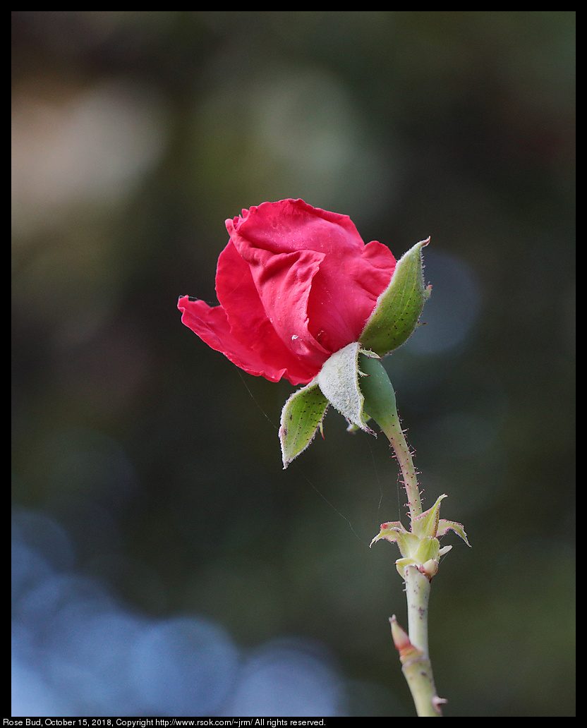 Rose Bud, October 15, 2018